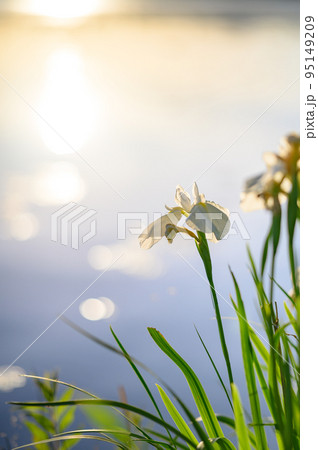 光を浴びる花菖蒲 95149209