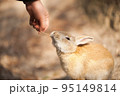 うさぎ 95149814
