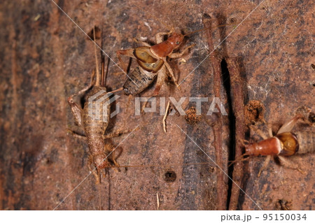生き物　昆虫　カネタタキ、繁殖行動です。メスの前で短い翅を震わせ小さな音を出しアピールするオス 95150034