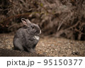 うさぎ 95150377