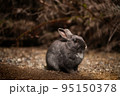 うさぎ 95150378