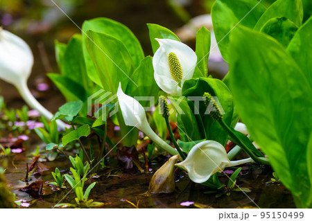水芭蕉 水芭蕉 95150499