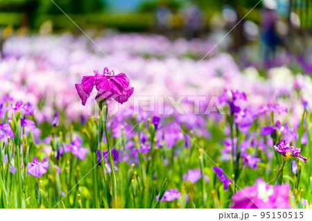 菖蒲の花 95150515