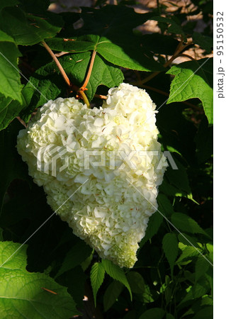 ハート型のかしわ葉アジサイ 95150532