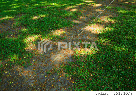 The Shadow of big tree on the greenlawn The Shadow of big tree on the greenlawn 95151075