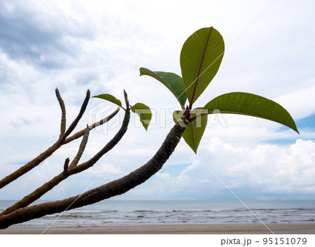 Leaves and branch of Plumeria beside the beach Leaves and branch of Plumeria beside the beach 95151079