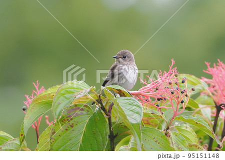 クマノミズキの実を食べにやってきたエゾビタキ 95151148