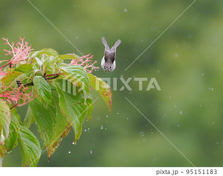 クマノミズキの実を食べにやってきたエゾビタキ 95151183