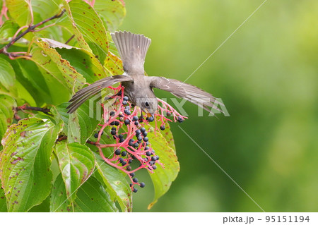 クマノミズキの実を食べにやってきたエゾビタキ クマノミズキの実を食べにやってきたエゾビタキ 95151194