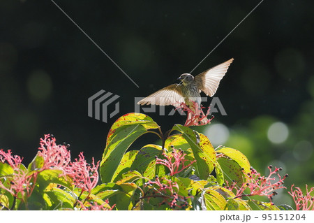 クマノミズキの実を食べにやってきたエゾビタキ 95151204