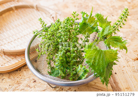 収穫したしその実 95151279