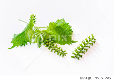 紫蘇の実と葉 95151285