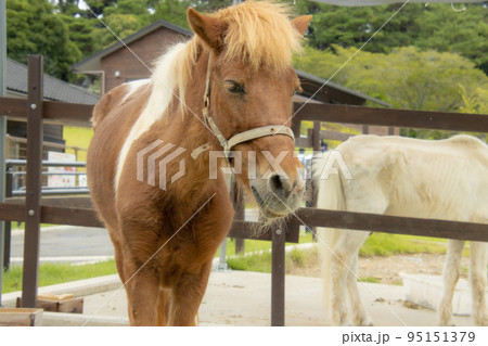 茶色い馬 茶色い馬 95151379