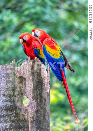 Scarlet macaw, Ara macao, Quepos Costa Rica. Scarlet macaw, Ara macao, Quepos Costa Rica. 95152539
