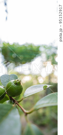 庭先にできたまだ緑の果実 95152917