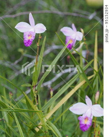 ナリヤラン(成屋蘭)の花 Arundina graminifolia ナリヤラン(成屋蘭)の花 Arundina graminifolia 95152934