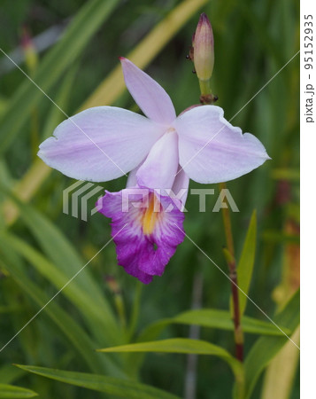 ナリヤラン（成屋蘭）の花　Arundina graminifolia 95152935