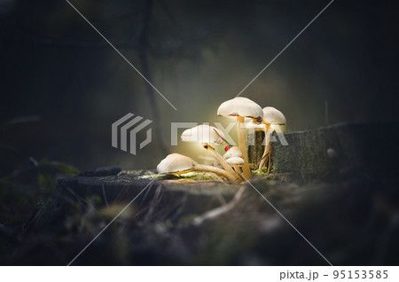 Glowing mushrooms fungus on tree stump in dark forest with ladybug closeup. Low key. Magic nature macro background. Soft focus Glowing mushrooms fungus on tree stump in dark forest with ladybug closeup. Low key. Magic nature macro background. Soft focus 95153585