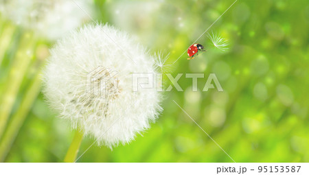 Dreamy dandelions blowball flowers, seeds fly in the wind and ladybug against sunlight. Macro soft focus. Delicate transparent airy elegant artistic image of spring. Nature greeting card background 95153587
