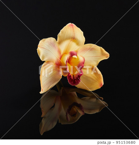 Cymbidium orchid flower on black glass background with reflection 95153680