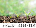 Small young plant seedlings with growing steps on soil. 95154336