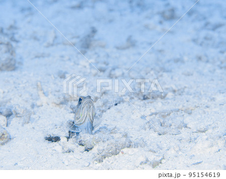 アゴアマダイ　ジョーフィッシュ 95154619