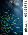 水族館 95154651