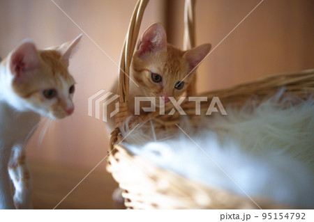 可愛い茶トラの子猫の日常風景 95154792