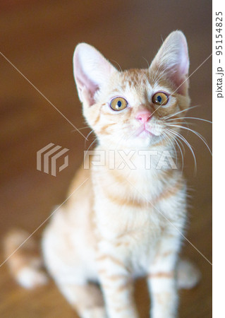 可愛い茶トラの子猫の日常風景 可愛い茶トラの子猫の日常風景 95154825
