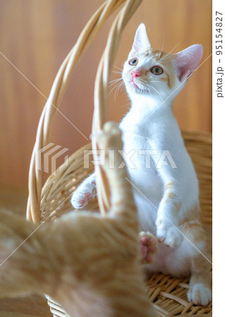 可愛い茶トラの子猫の日常風景 可愛い茶トラの子猫の日常風景 95154827