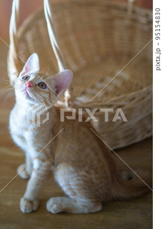 可愛い茶トラの子猫の日常風景 95154830