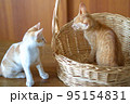 可愛い茶トラの子猫の日常風景 95154831