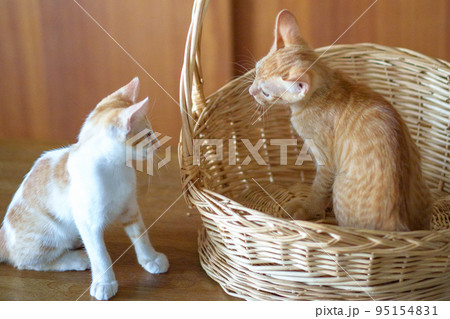 可愛い茶トラの子猫の日常風景 95154831