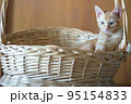 可愛い茶トラの子猫の日常風景 95154833