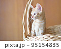 可愛い茶トラの子猫の日常風景 95154835