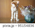 可愛い茶トラの子猫の日常風景 95154836