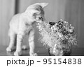 可愛い茶トラの子猫の日常風景 95154838
