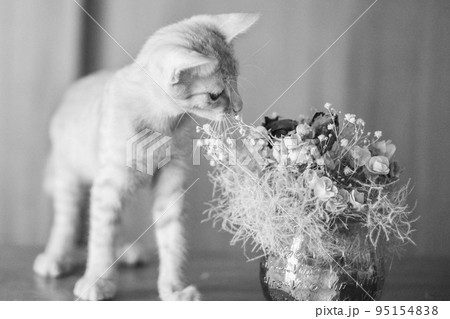 可愛い茶トラの子猫の日常風景 95154838