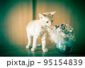 可愛い茶トラの子猫の日常風景 95154839