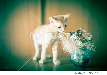 可愛い茶トラの子猫の日常風景 95154839