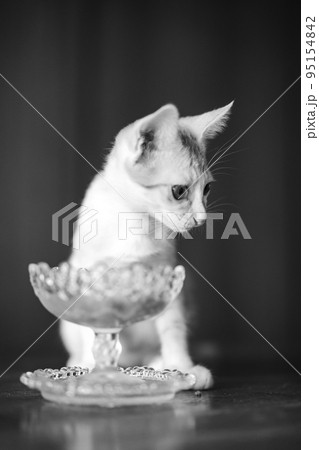 可愛い茶トラの子猫の日常風景 95154842