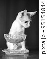 可愛い茶トラの子猫の日常風景 95154844