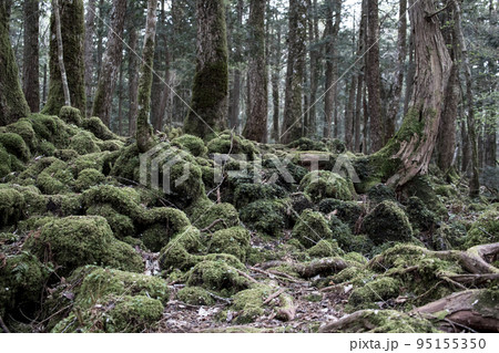 青木ヶ原樹海 95155350