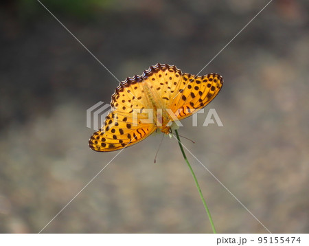 羽を広げて休むツマグロヒョウモン 羽を広げて休むツマグロヒョウモン 95155474