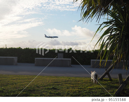 猫と飛行機 95155588
