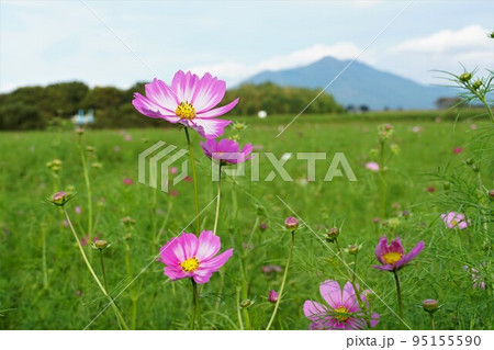 筑波山を背景に 薄紅色の秋桜の花の咲く風景 筑波山を背景に 薄紅色の秋桜の花の咲く風景 95155590