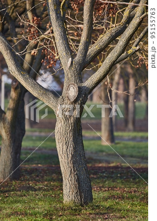 Old tree trunk in a park Old tree trunk in a park 95155763