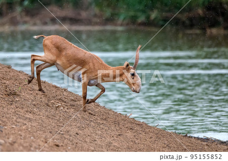Saiga antelope or Saiga tatarica stands in steppe near waterhole Saiga antelope or Saiga tatarica stands in steppe near waterhole 95155852