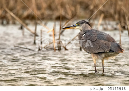 Grey Heron or Ardea cinerea stands in river 95155918