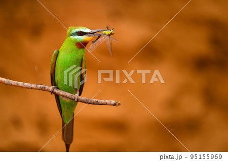 Merops persicus or blue-cheeked bee-eater sits on the twig with its prey 95155969